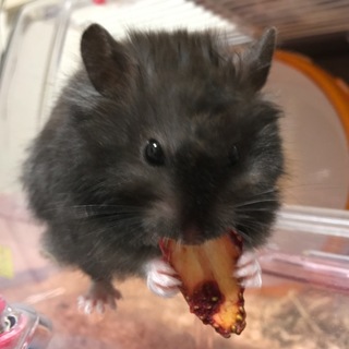 ブラック長毛ハムスター オス 2匹