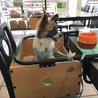 ドッグカフェでご飯待ち中。