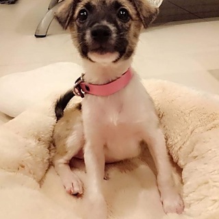 人にも犬にもフレンドリー！仔犬♡