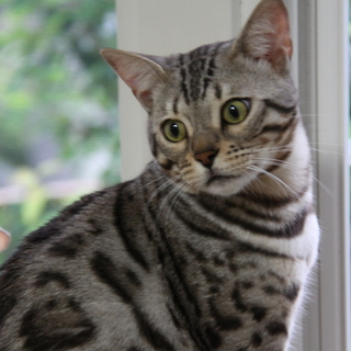 ベンガル・シルバーの男の子　３歳です