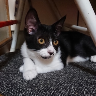 白黒個性的にゃんこ