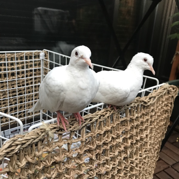 里親決定 ありがとうご 神奈川県 鳥の里親募集 ペットのおうち 月間利用者150万人