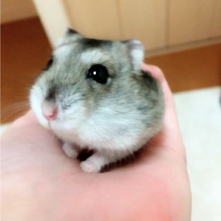 【至急】ハムスター里親募集中！！