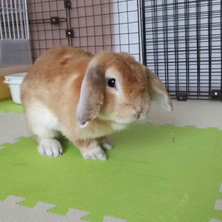 保護うさぎ、文太くん