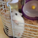 【至急】ハムスター里親募集中！！