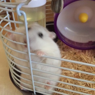 【至急】ハムスター里親募集中！！