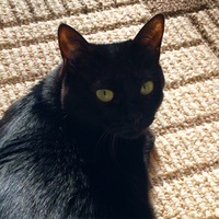 クロちゃん