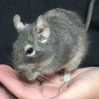 ブルーデグー 11月生まれの1歳 男の子