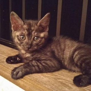 人間大好き♡甘えん坊くん