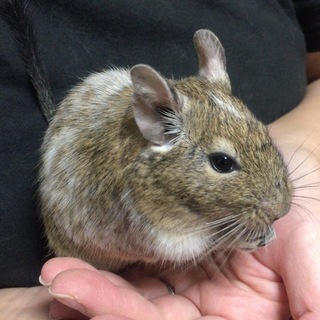 デグー ノーマルパイド&ノーマル 兄弟