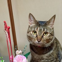 ミミ
