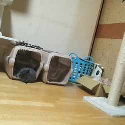 「夢見たっていいじゃない」サムネイル1