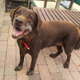 穏やかなチョコラブの里親さま募集
