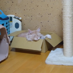 「夢見たっていいじゃない」サムネイル2