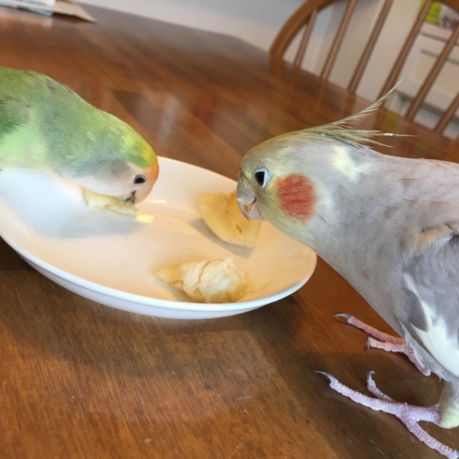 おくみおのカバー写真