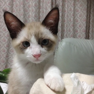 荒ぶるやんちゃな女の子　豆ちゃん