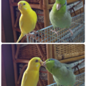 マメルリハ&セキセイインコ里親募集