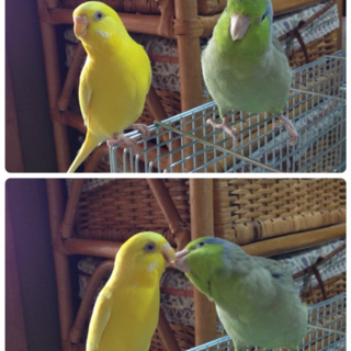 マメルリハ&セキセイインコ里親募集