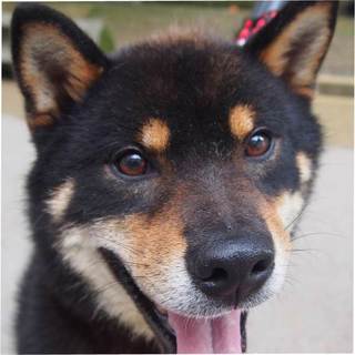 譲渡候補犬のご紹介