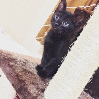 黒猫♂2ヶ月ブルーアイ