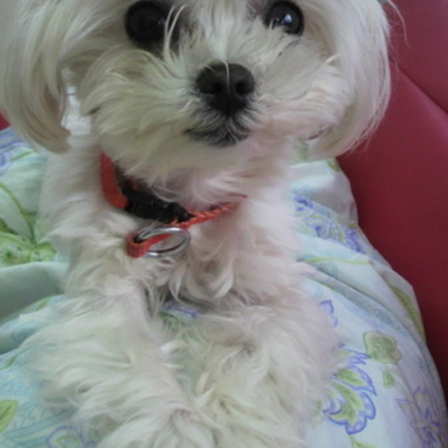 姫　りんごのカバー写真