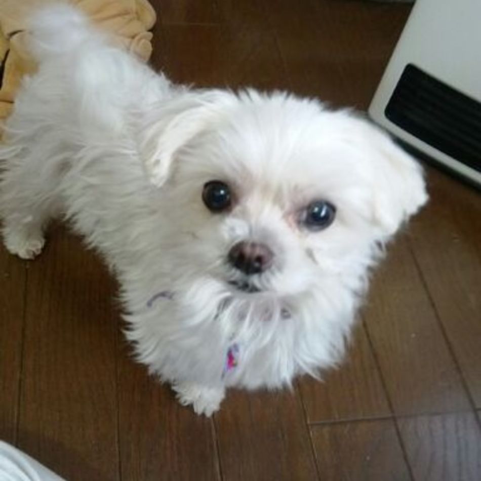 みるくのカバー写真