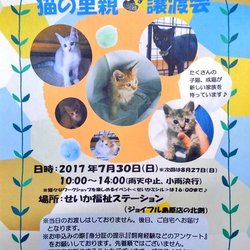 第３回}【ΦωΦ】{猫の里親譲渡会 サムネイル1