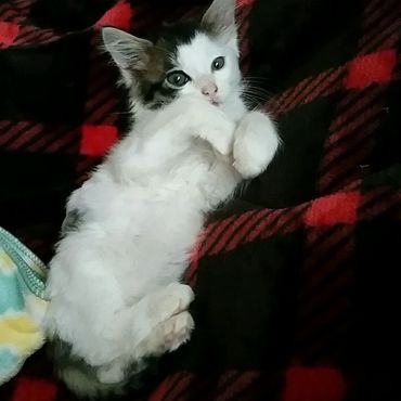 甘えん坊です(*´꒳`*)