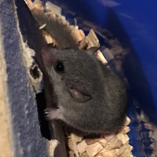 アフリカヤマネのべビー