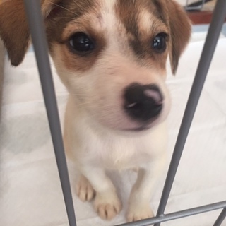 ビーグルMIX仔犬愛嬌たっぷり男の子