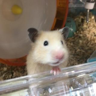 キンクマ メス 2ヶ月