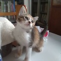 三毛のみぞれちゃん里親募集中！