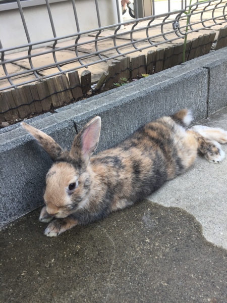 茶ブチのうさぎさん」埼玉県 - 小動物の里親募集(167926) :: ペットの