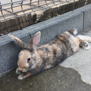 茶ブチのうさぎさん」埼玉県 - 小動物の里親募集(167926) :: ペットの