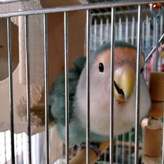 コザクラインコです。