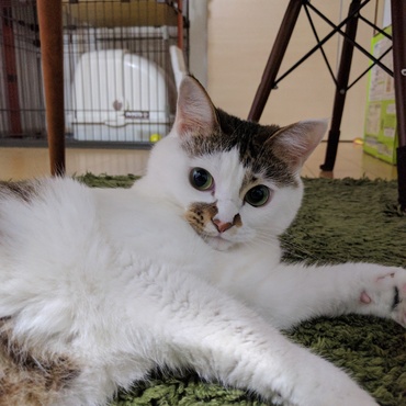 少し毛が長目です