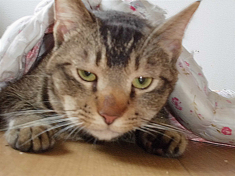 あまぐり君、ムカデ？に咬」（アマグリさんのペットログ #16157 