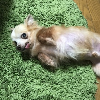 チワワを飼って頂ける方、探しています。