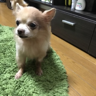 チワワを飼って頂ける方、探しています！