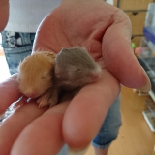 カラージャービル