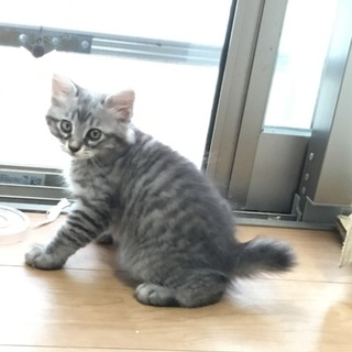 2匹兄弟可愛い猫ちゃん