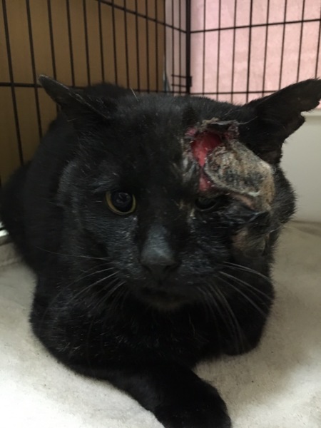黒猫保護から現在まで Fuku Necoのペットログ 16159 ペットのおうち 月間利用者150万人
