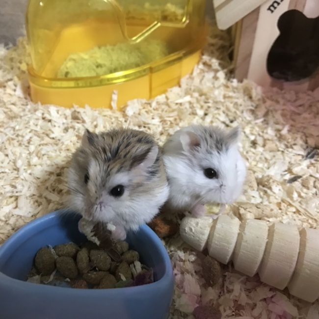 姫嬢しぃ姫のカバー写真