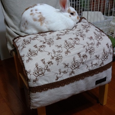 椅子の上、大好きです。