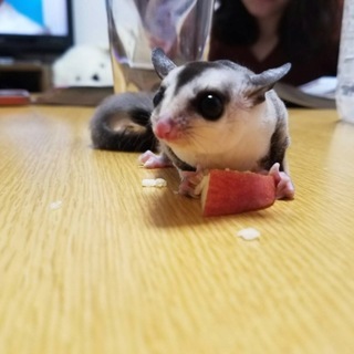 フクロモモンガの女の子