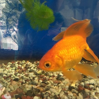 金魚とメダカ里親決まりました！