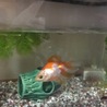 金魚とメダカ里親決まりました！ サムネイル2