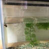 金魚とメダカ里親決まりました！ サムネイル5