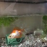 金魚とメダカ里親決まりました！ サムネイル7