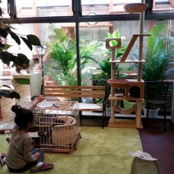 猫カフェで譲渡会7/29神戸【ニャーニャの森】